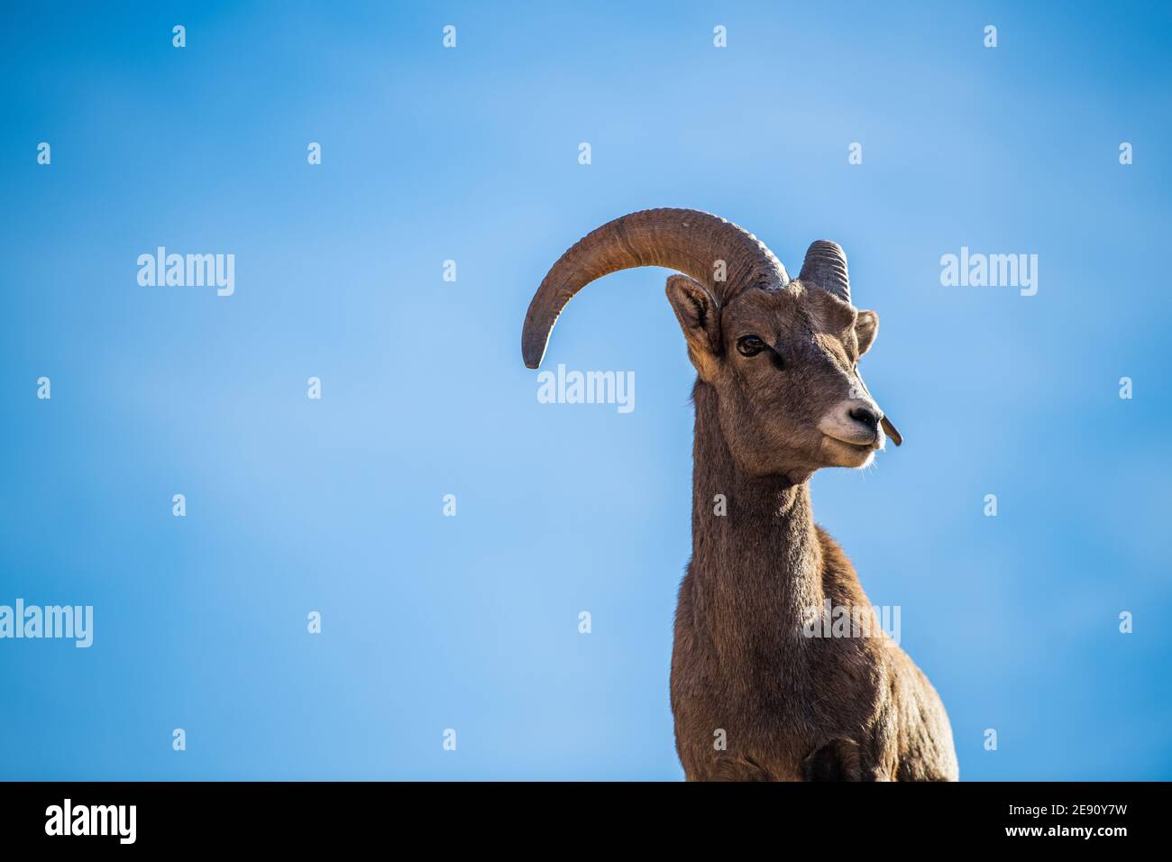 Splendide pecore Bighorn che si erigono sulla scogliera lungo le Superstition Mountains allo Zion National Park, Utah Foto Stock