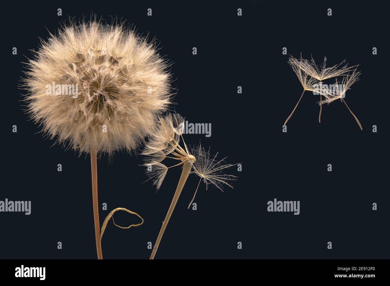 i semi di fiori di dente di leone volano via dalla base del fiore Foto  stock - Alamy