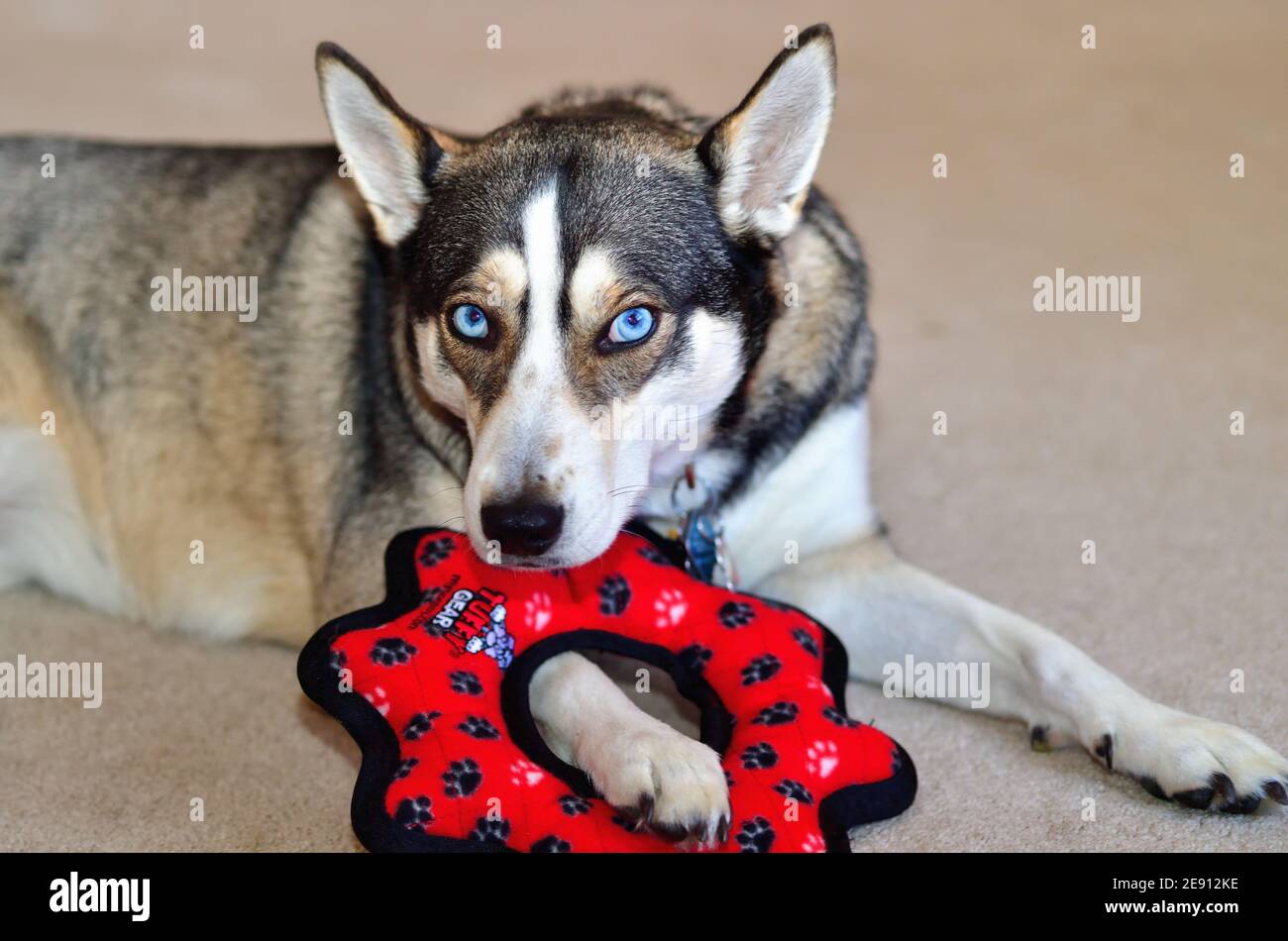 Sycamore, Illinois, Stati Uniti. Un cane di razza mista con tratti di razza Husky significativi tra cui occhi blu vivido ama giocare con un giocattolo a Natale. Foto Stock