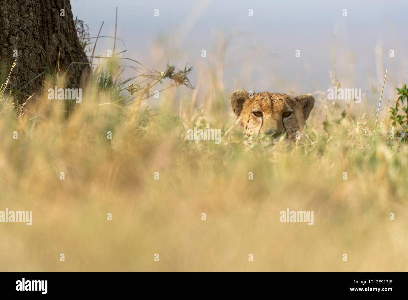 dal punto di vista del suolo, un ghepardo ci guarda verso di noi Foto Stock