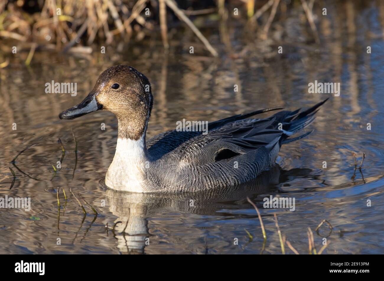 Northern Pintail (Anas acuta) a Huntley Meadows Park, Alexandria, Virginia Foto Stock