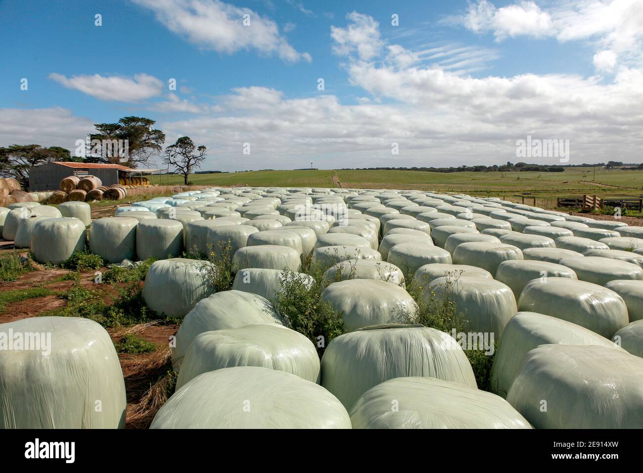 Le balle di insilato avvolte in plastica verde e il mangime per il bestiame sono visti accatastati su una Dairy Farming a Warrnambool, Victoria del sud-ovest, Australia Foto Stock