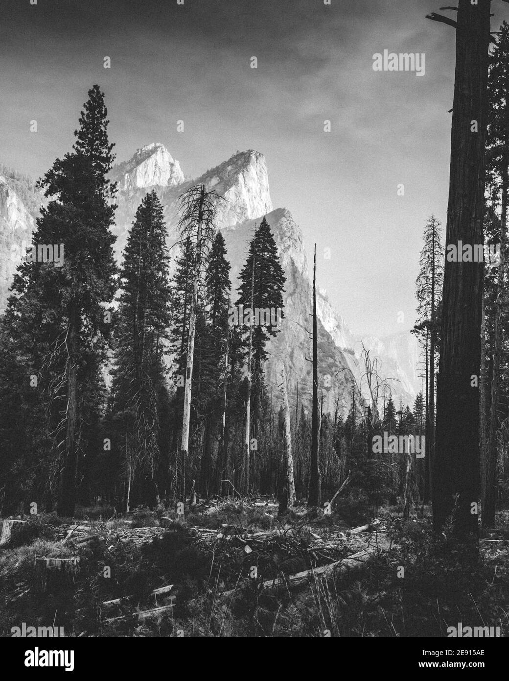 Pini nella Yosemite Valley circondati da maestose scogliere, bianche e nere Foto Stock