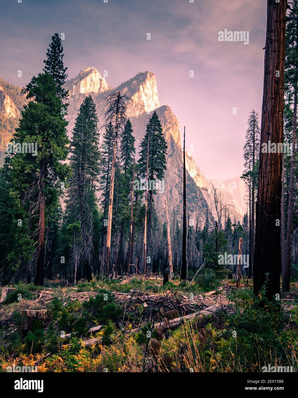 Pinete nella valle di Yosemite circondata da maestose scogliere, foto verticale Foto Stock