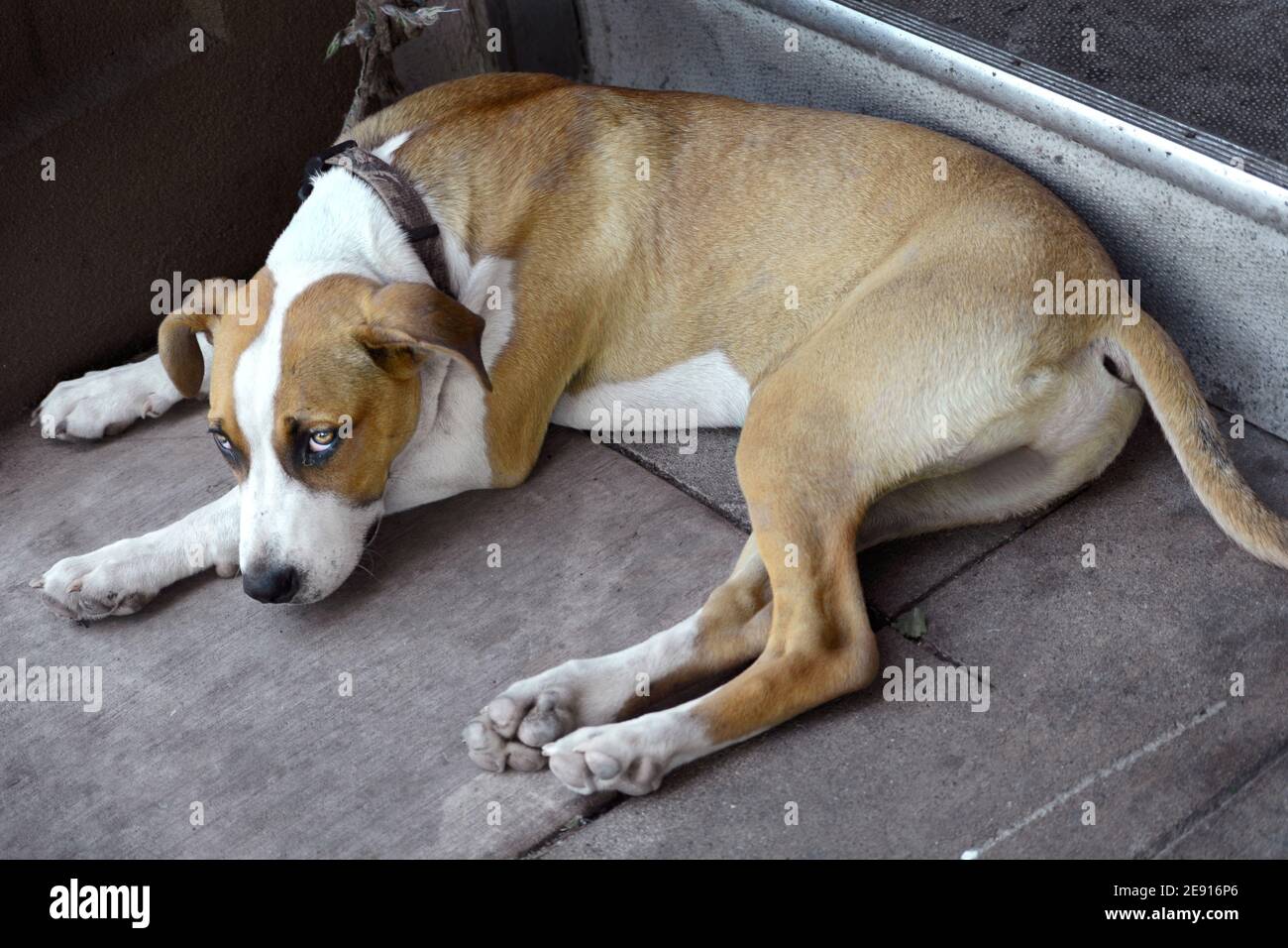 Un cane che viaggia con un senzatetto si trova su un marciapiede ad Ashland, Oregon. Foto Stock