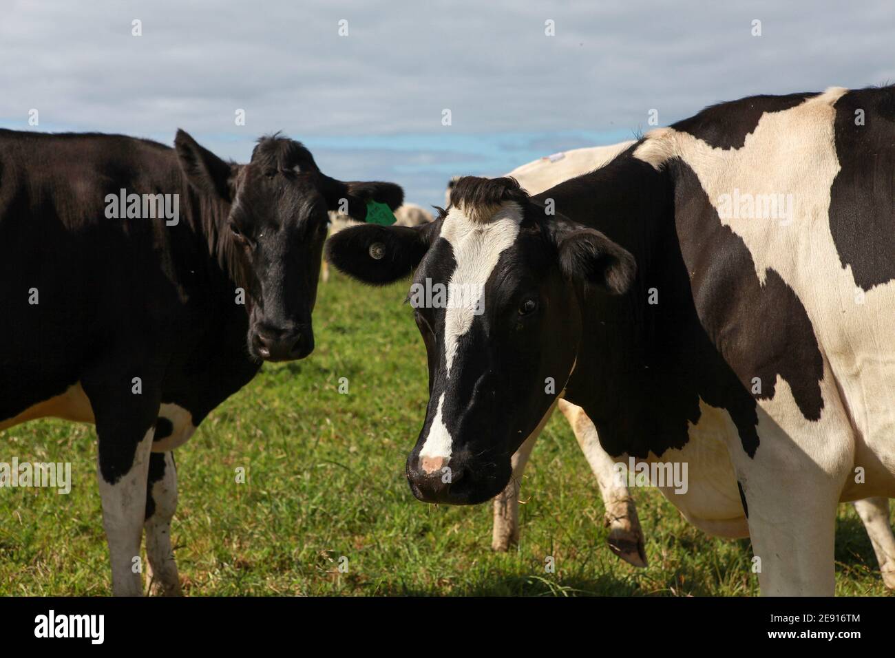 Una vacca friesiana pazza in un paddock verde su un caseificio. Caseificio che si trova a Warrnambool, Sud-Ovest Victoria, Australia Foto Stock