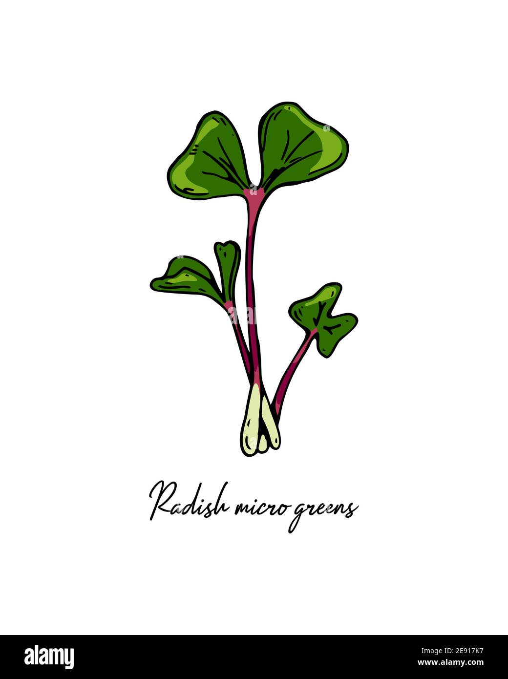 Micro green di rafano disegnati a mano. Illustrazione vettoriale in stile di schizzo colorato isolato su sfondo bianco Illustrazione Vettoriale