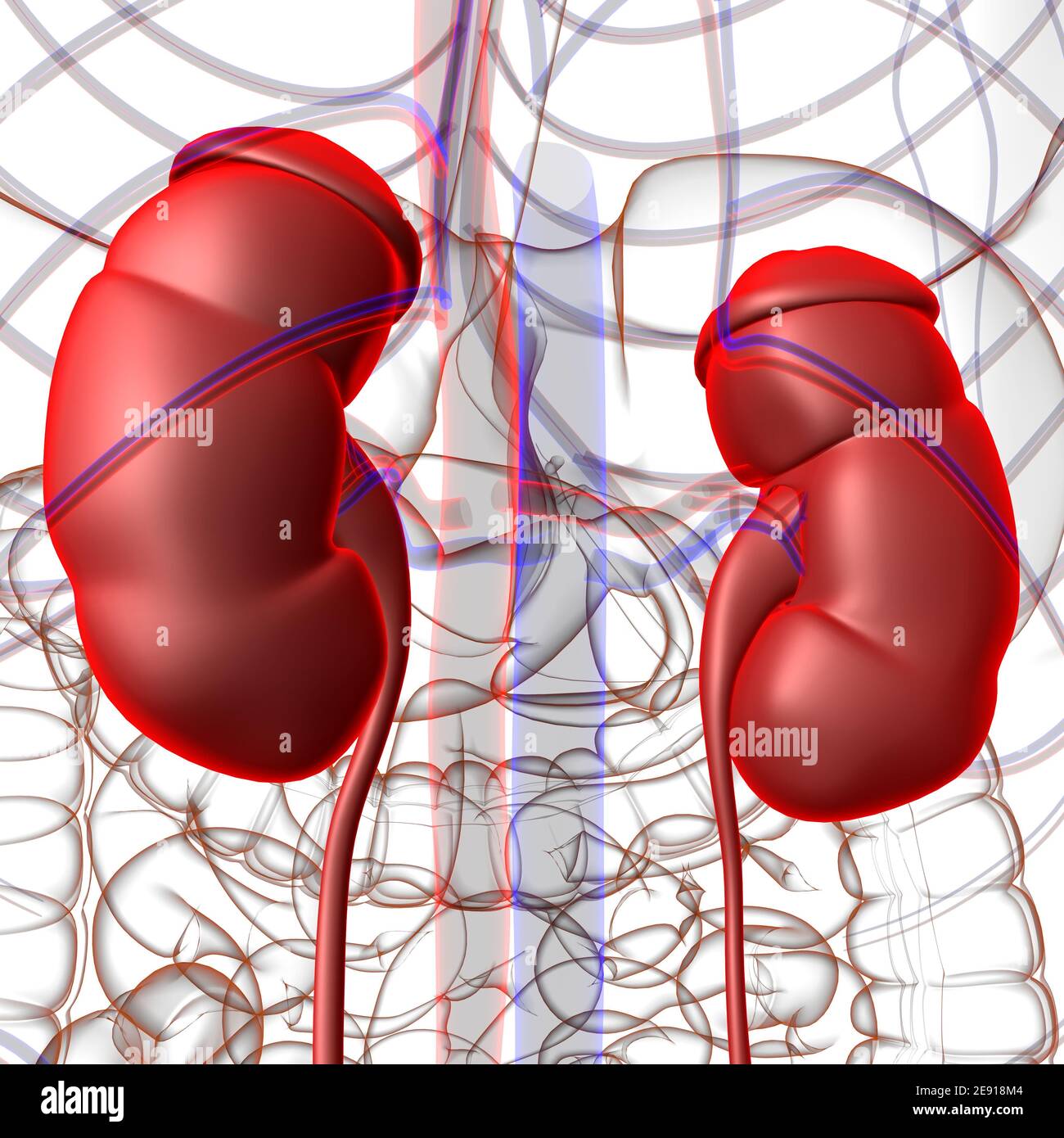 Reni del sistema urinario umano con anatomia della vescica per l'illustrazione 3D del concetto medico Foto Stock
