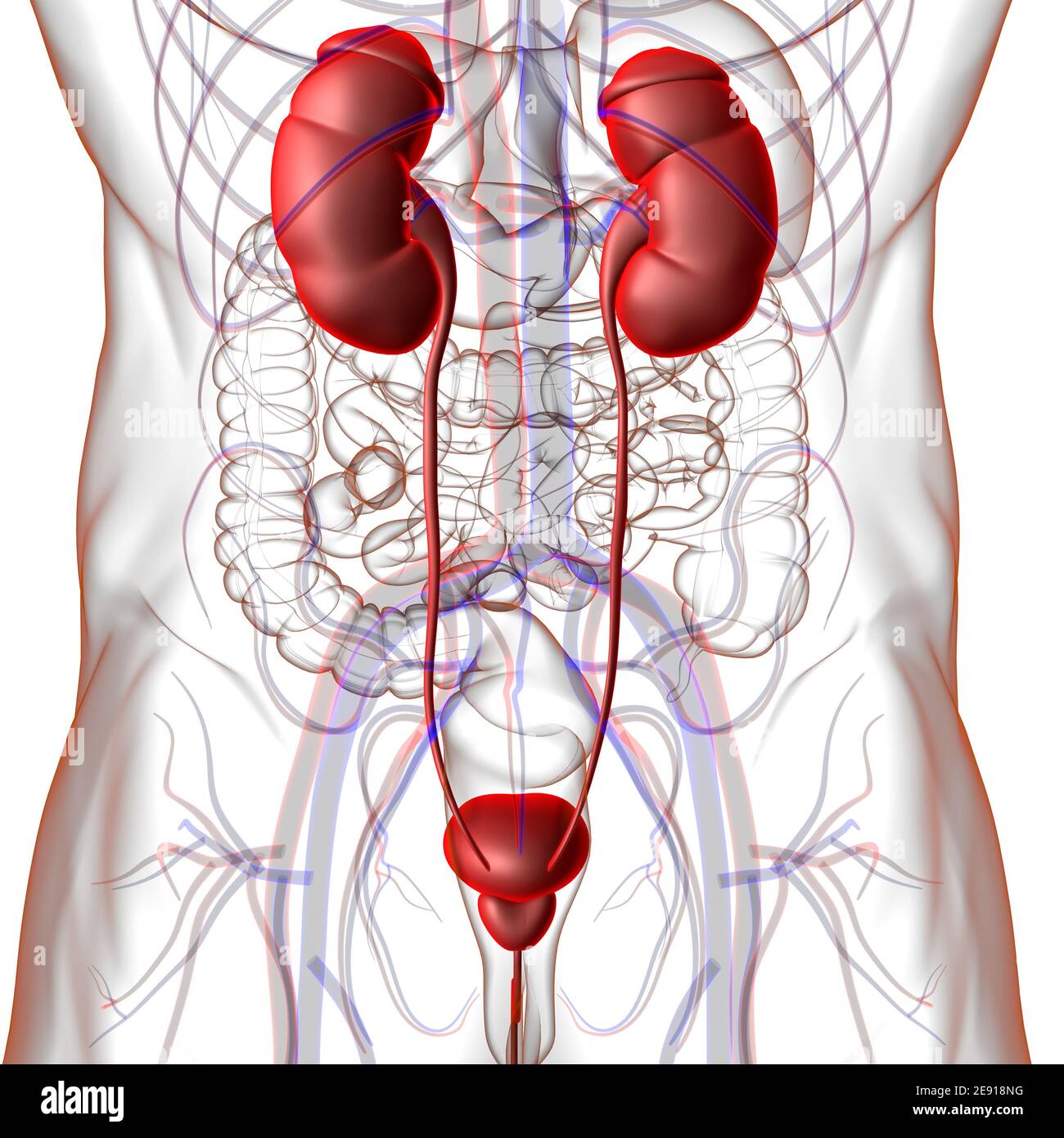 Reni del sistema urinario umano con anatomia della vescica per l'illustrazione 3D del concetto medico Foto Stock
