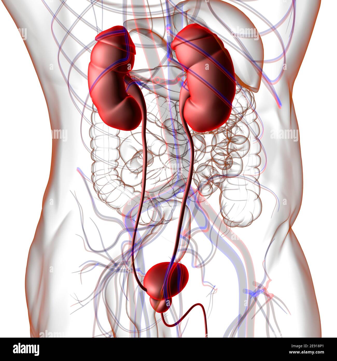 Reni del sistema urinario umano con anatomia della vescica per l'illustrazione 3D del concetto medico Foto Stock