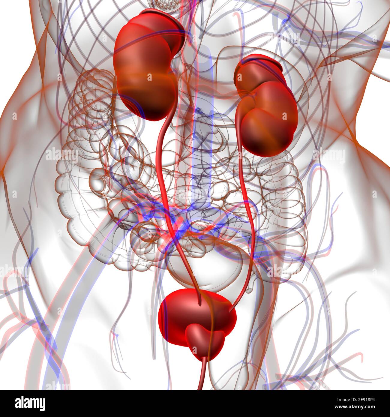 Reni del sistema urinario umano con anatomia della vescica per l'illustrazione 3D del concetto medico Foto Stock