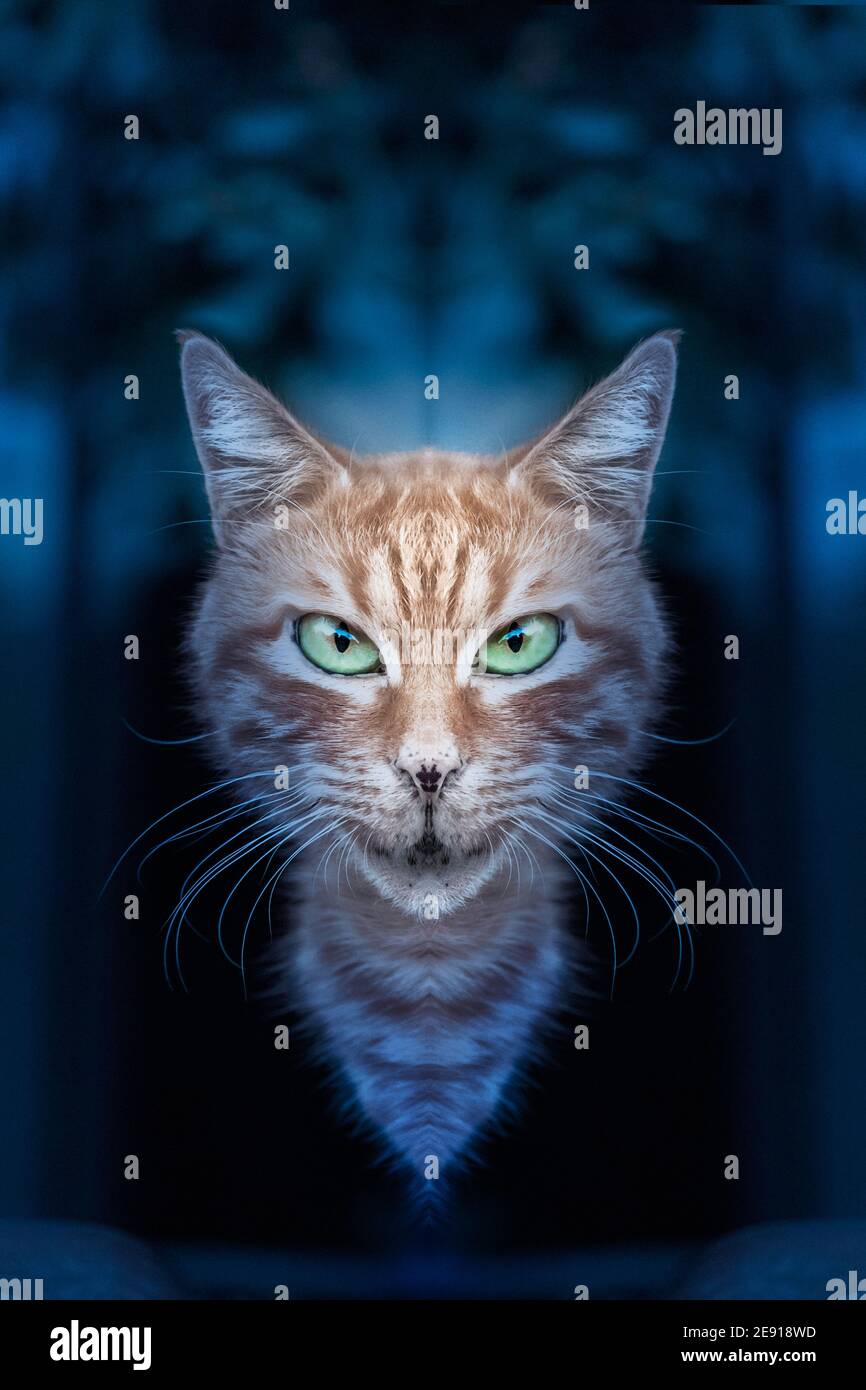 La testa di un gatto con la faccia terrore su uno sfondo blu scuro, astratto, surreale Foto Stock