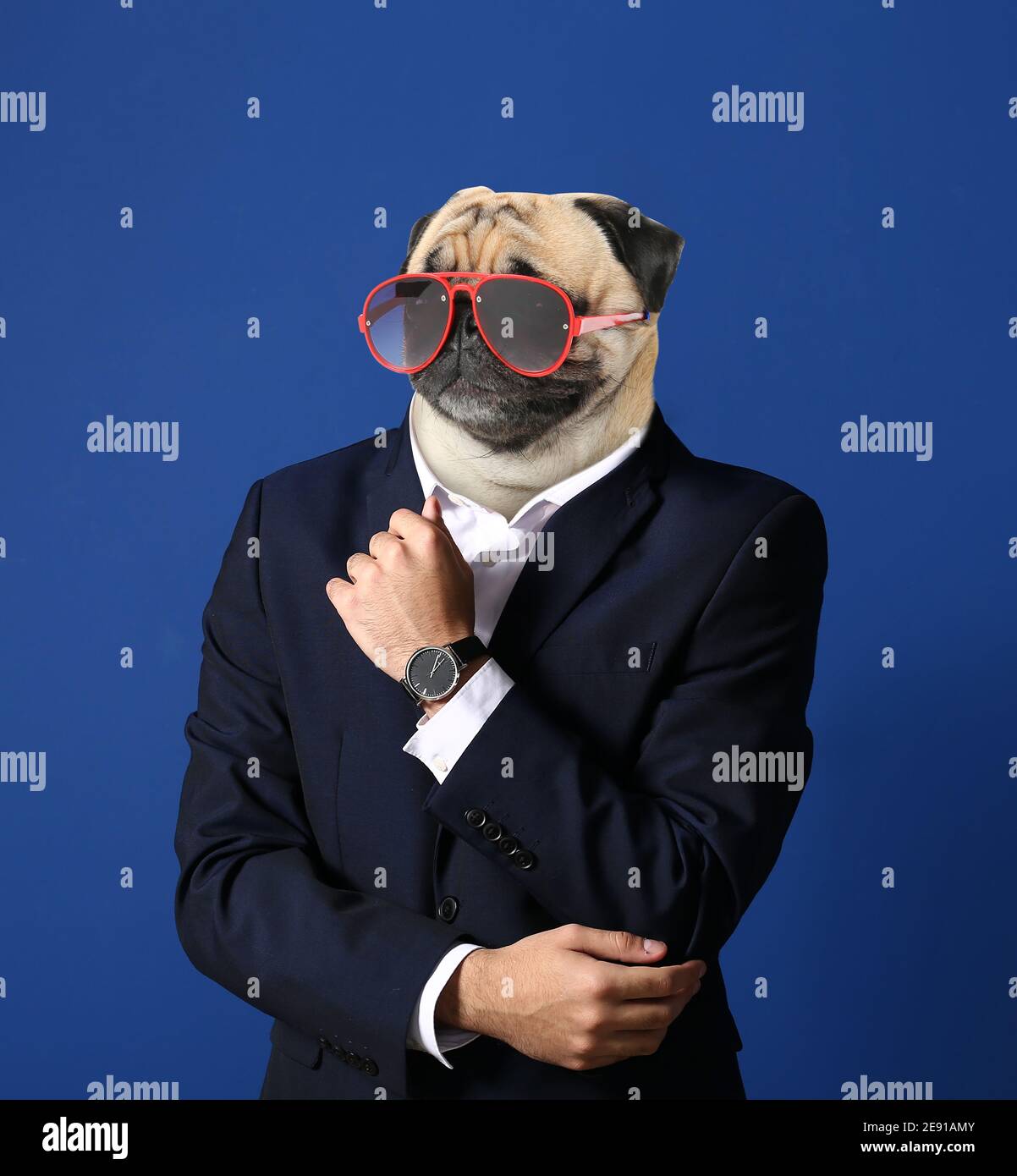 Uomo elegante con testa di cane su sfondo a colori Foto stock - Alamy