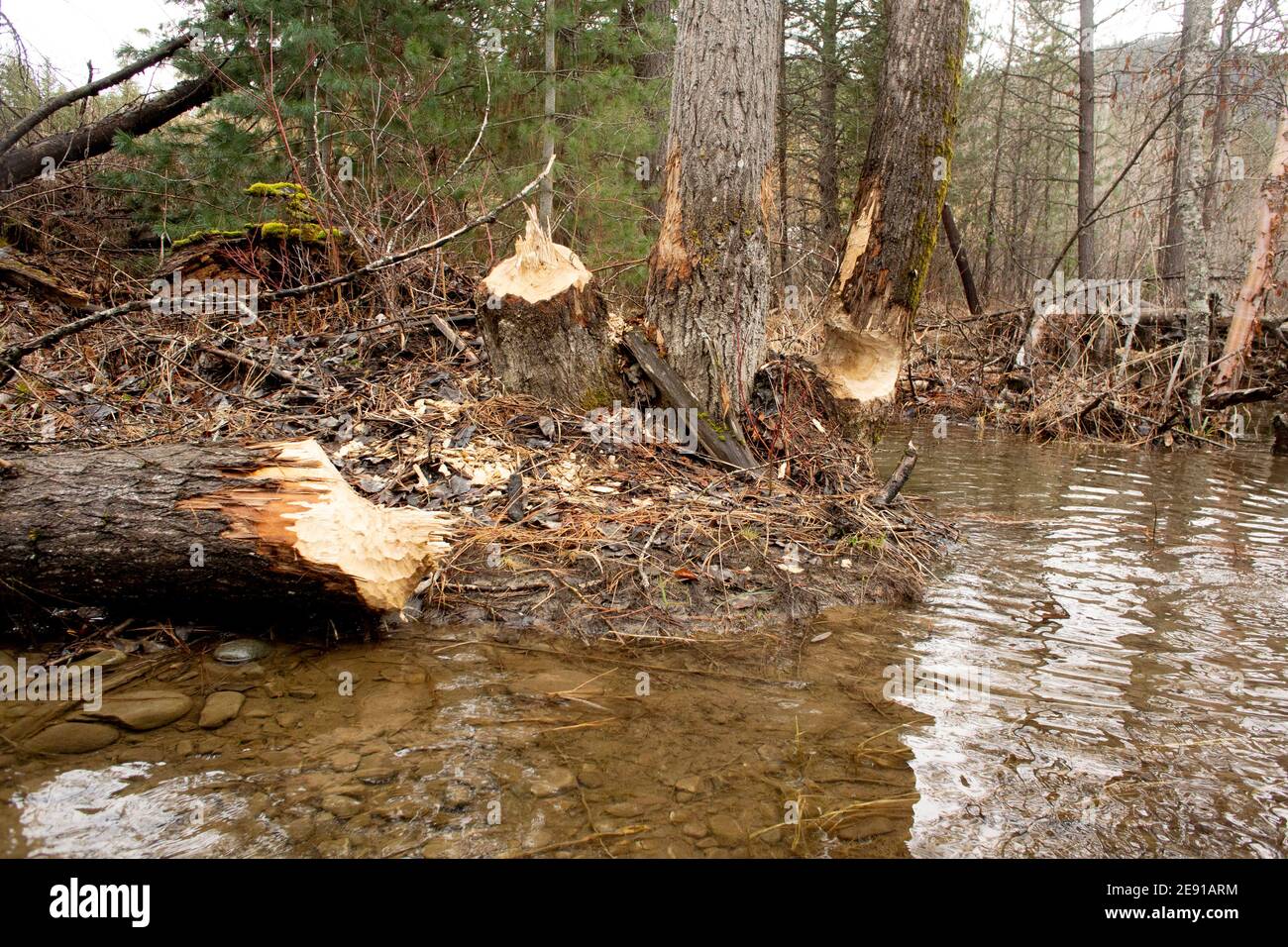 Beaver (Castor canadensis) danno agli alberi neri di cottonwood, Populus trichocarpa, in una zona paludosa lungo Callahan Creek, a Troy, Montana. Questo albero Foto Stock