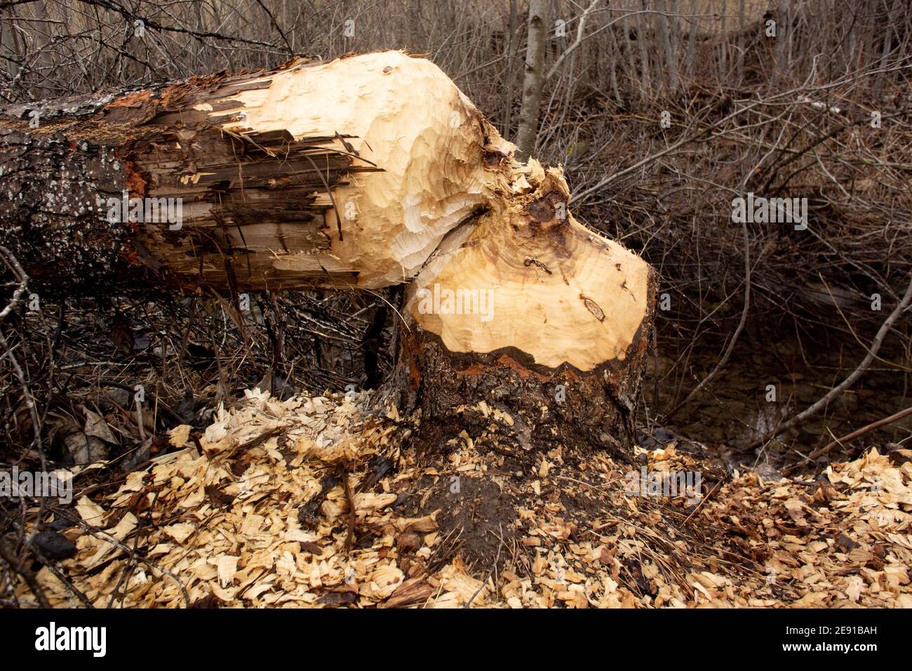 Beaver (Castor canadensis) danno ad un albero nero di cottonwood, Populus trichocarpa, in una zona paludosa lungo Callahan Creek, a Troy, Montana. Questo tre Foto Stock