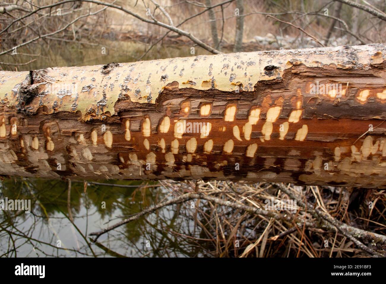 Beaver (Castor canadensis) danno a un albero di cottonwood nero caduto, Populus trichocarpa, lungo Callahan Creek, a Troy, Montana. Anche questo albero è Foto Stock