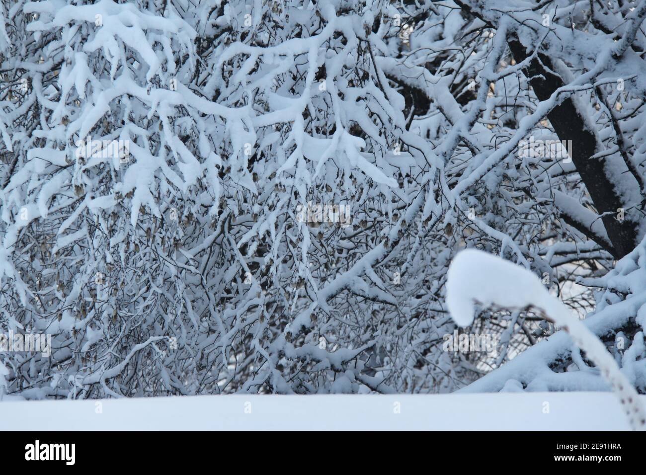 Rami ricoperti di neve in un giorno d'inverno. Foto Stock