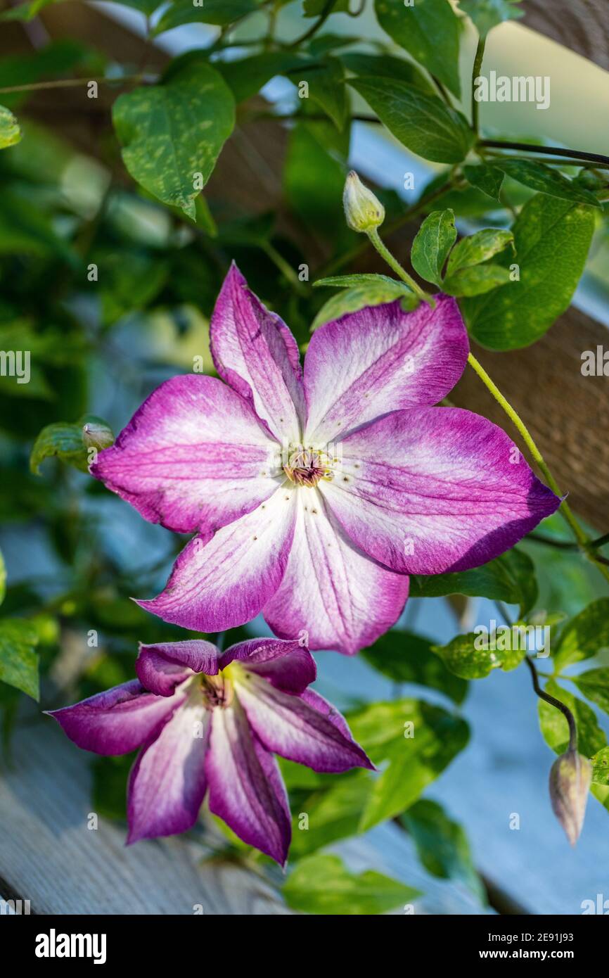 "Pernille' Clematis viola, Italiensk klematis (Clematis viticella) Foto Stock