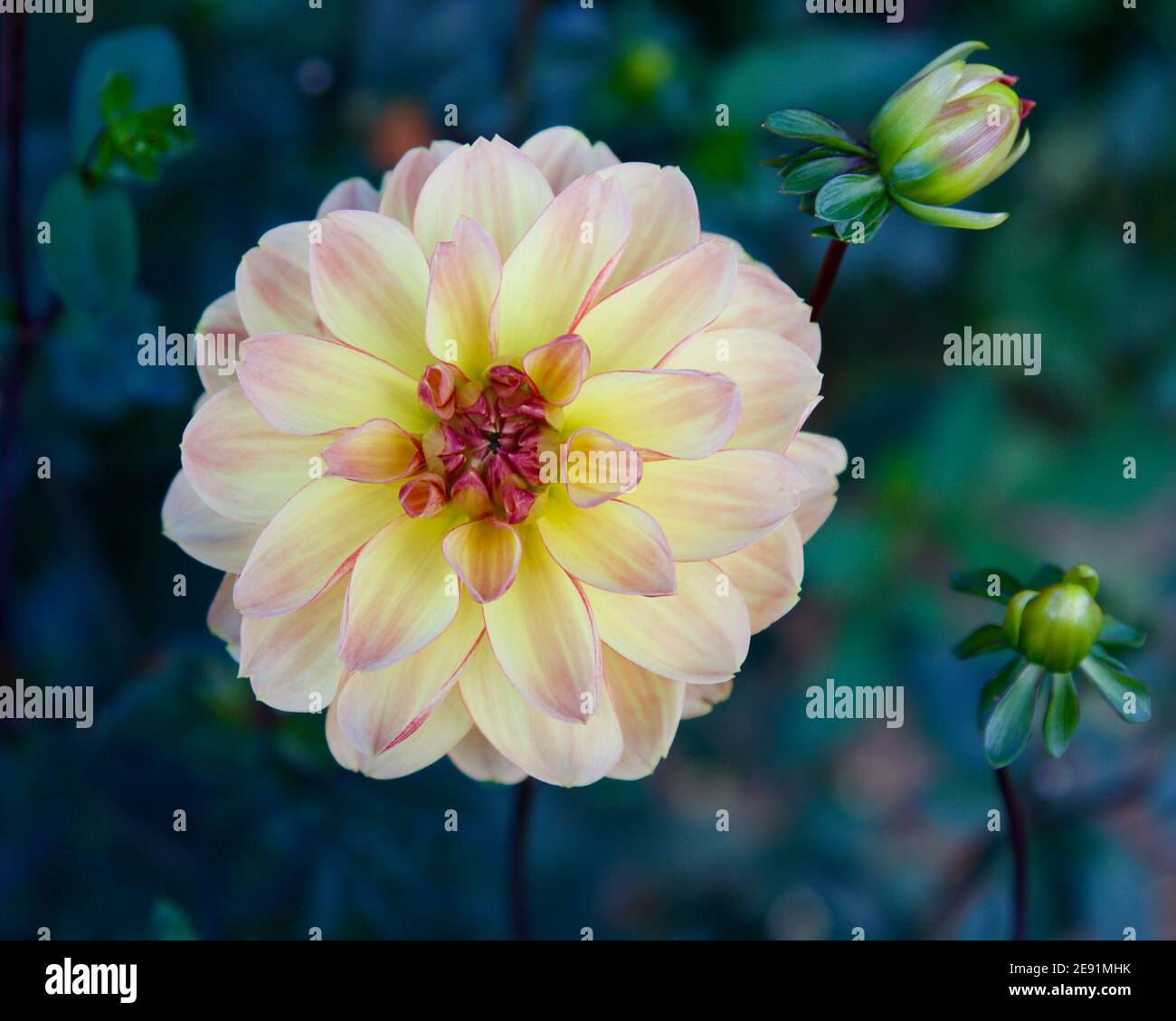 Una dahlia "Garden Time" catturata a Swan Island dahlias a Canby, Oregon, USA. Foto Stock