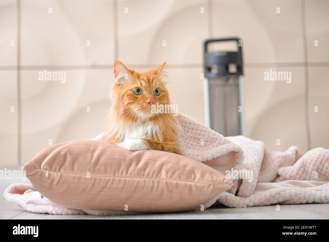 Gatto carino con plaid vicino a riscaldatore convettore elettrico. Concetto  di stagione di riscaldamento Foto stock - Alamy