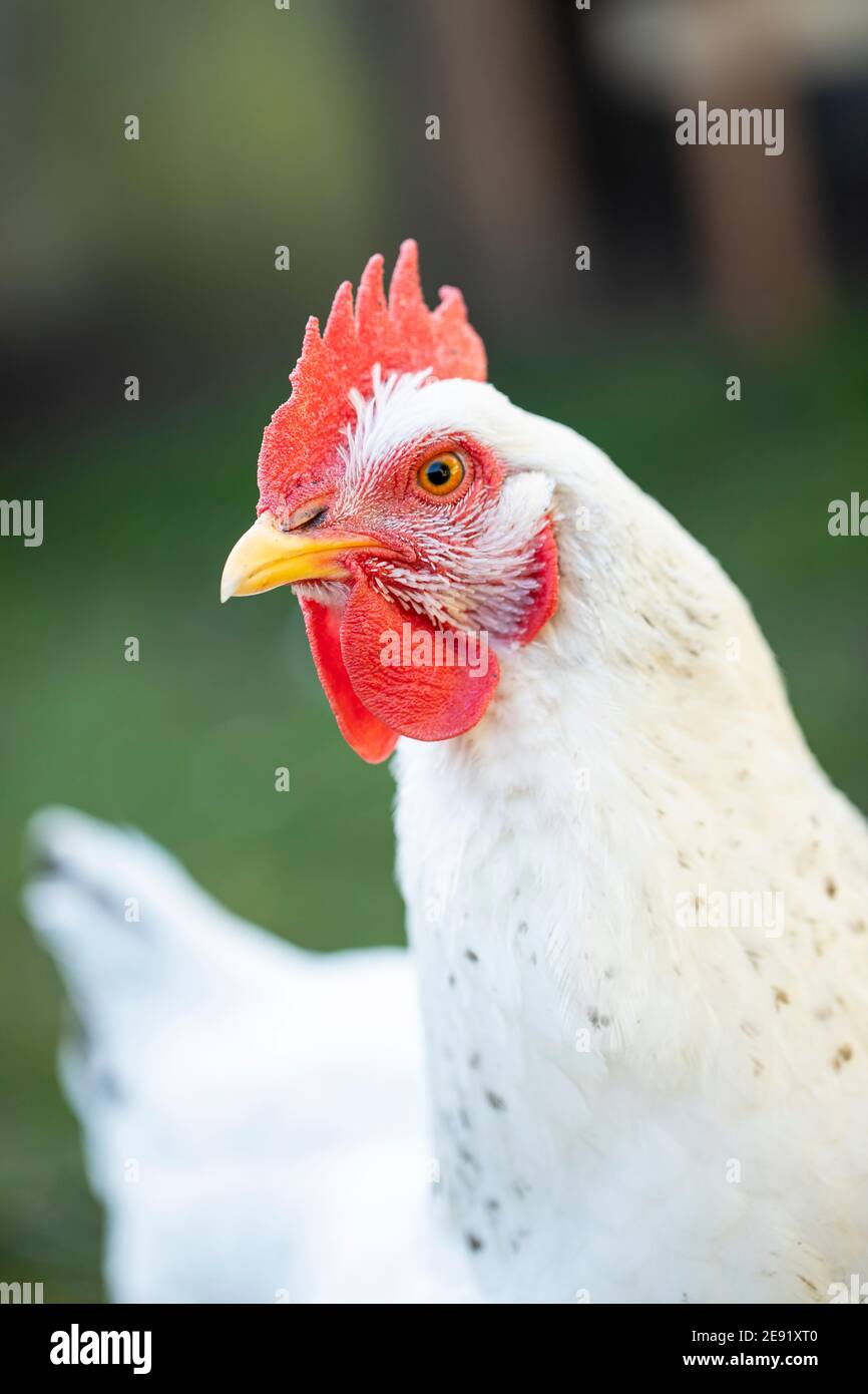Backyard polli Foto Stock