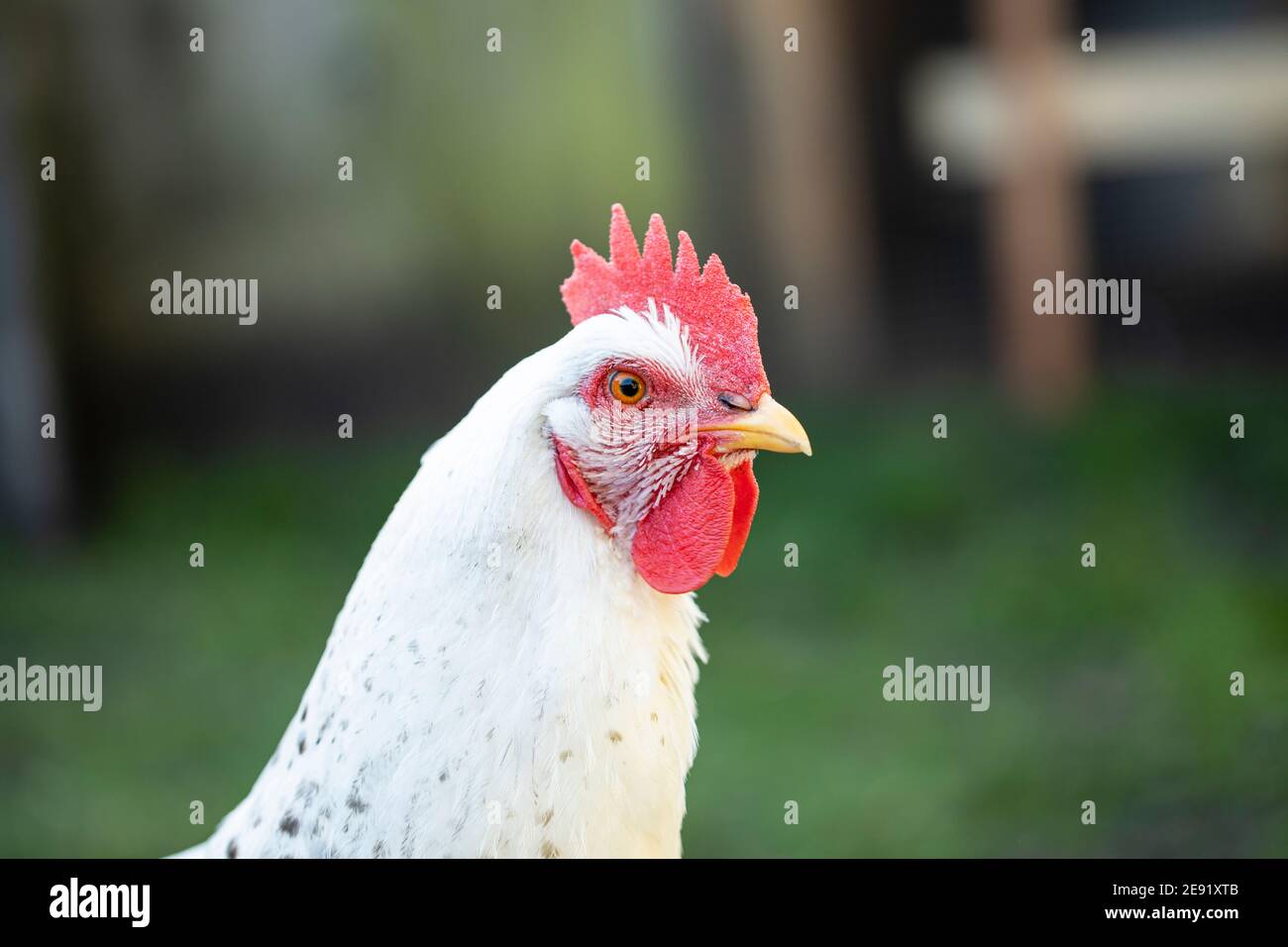 Backyard polli Foto Stock