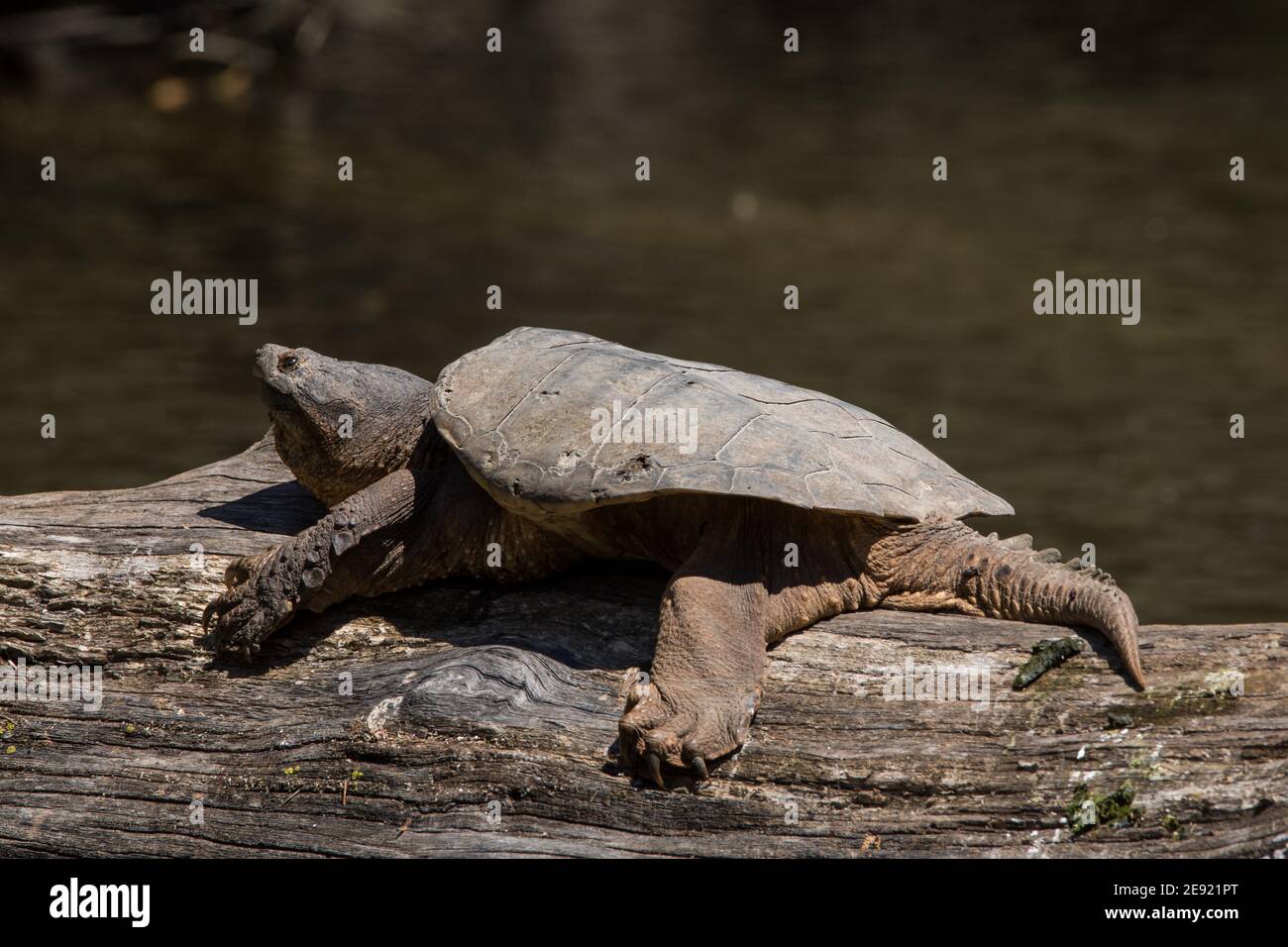 Una tartaruga che si snappano in comune crogiolandosi su un tronco del fiume Milwaukee. Foto Stock