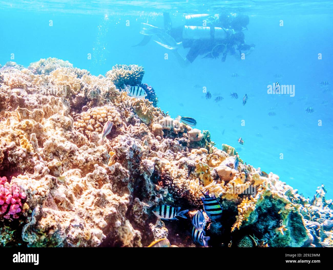 Barriere coralline e subacquei, meraviglioso mondo sottomarino Foto Stock