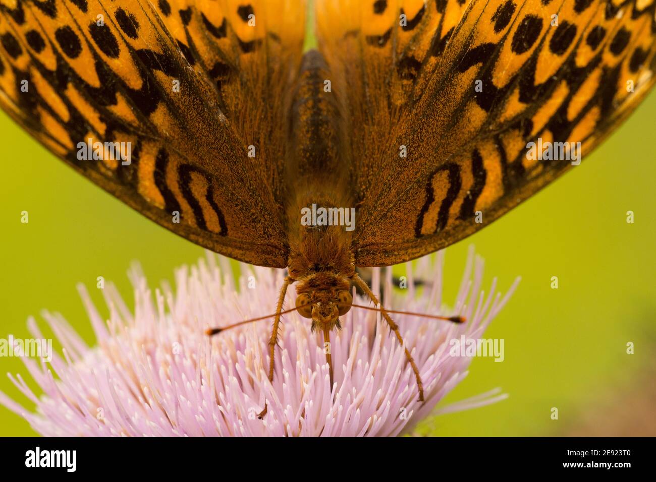 Grande Lamas Fritillary Foto Stock