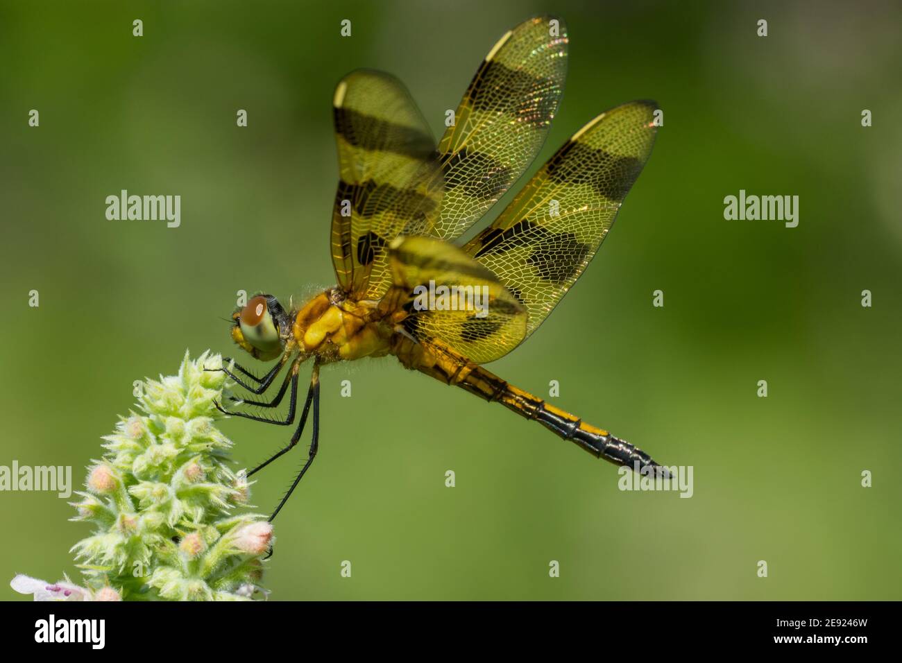Una foto macro di una libellula di Halloween Pennant in Wisconsin. Foto Stock