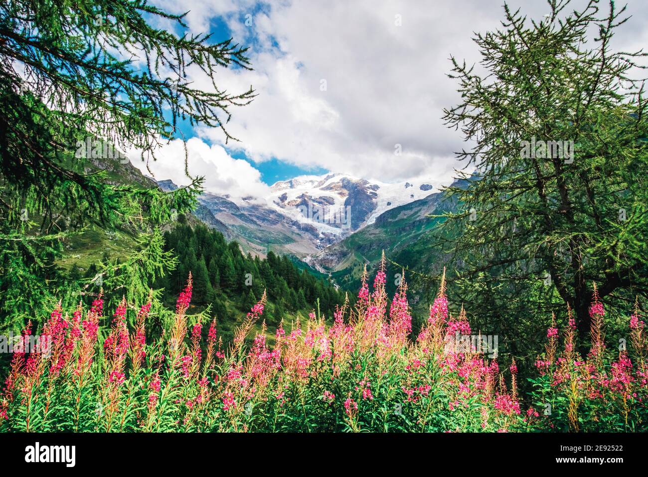 Splendida vista delle cime innevate attraverso fiori in fiore Foto Stock