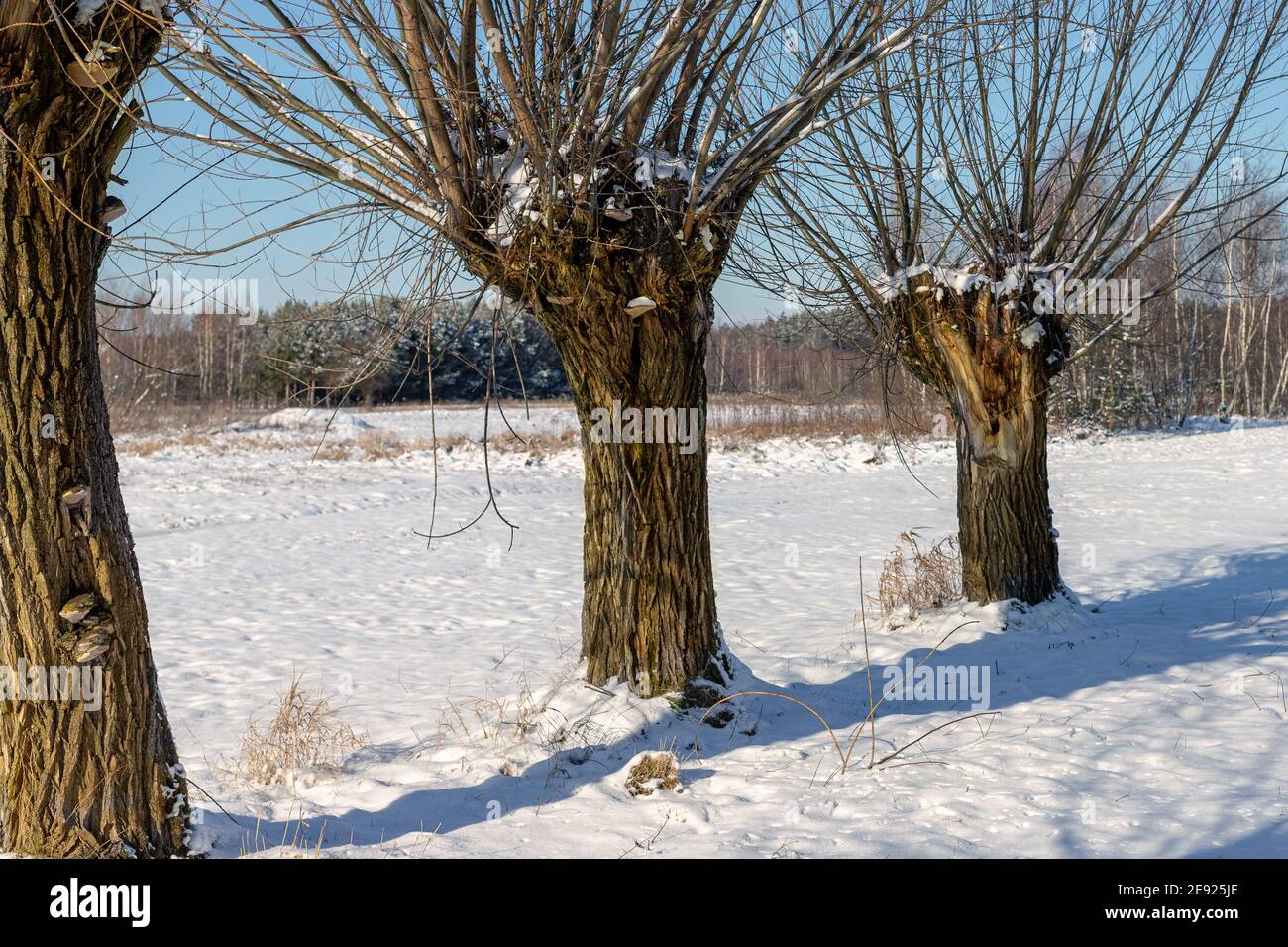 Una fila di salici in un campo innevato. Paesaggi polacchi di Masovia. Febbraio giorno di sole. Turismo in Europa. Foto Stock