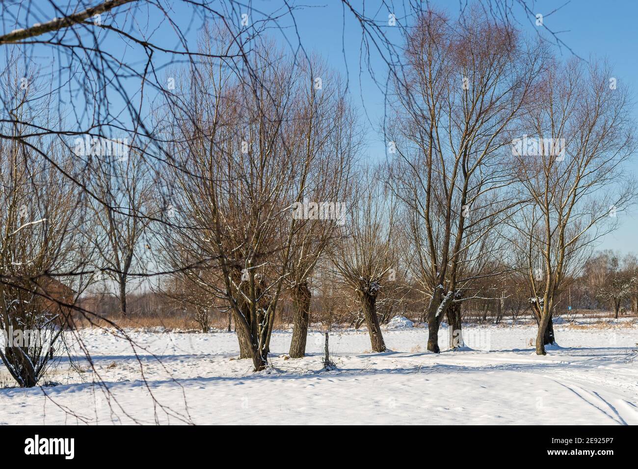 Una fila di salici in un campo innevato. Paesaggi polacchi di Masovia. Febbraio giorno di sole. Turismo in Europa. Foto Stock