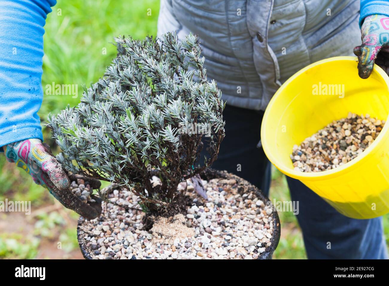 Mani di giardiniere con piccole piantine di lavanda in una pentola, foto ravvicinata con messa a fuoco morbida selettiva Foto Stock