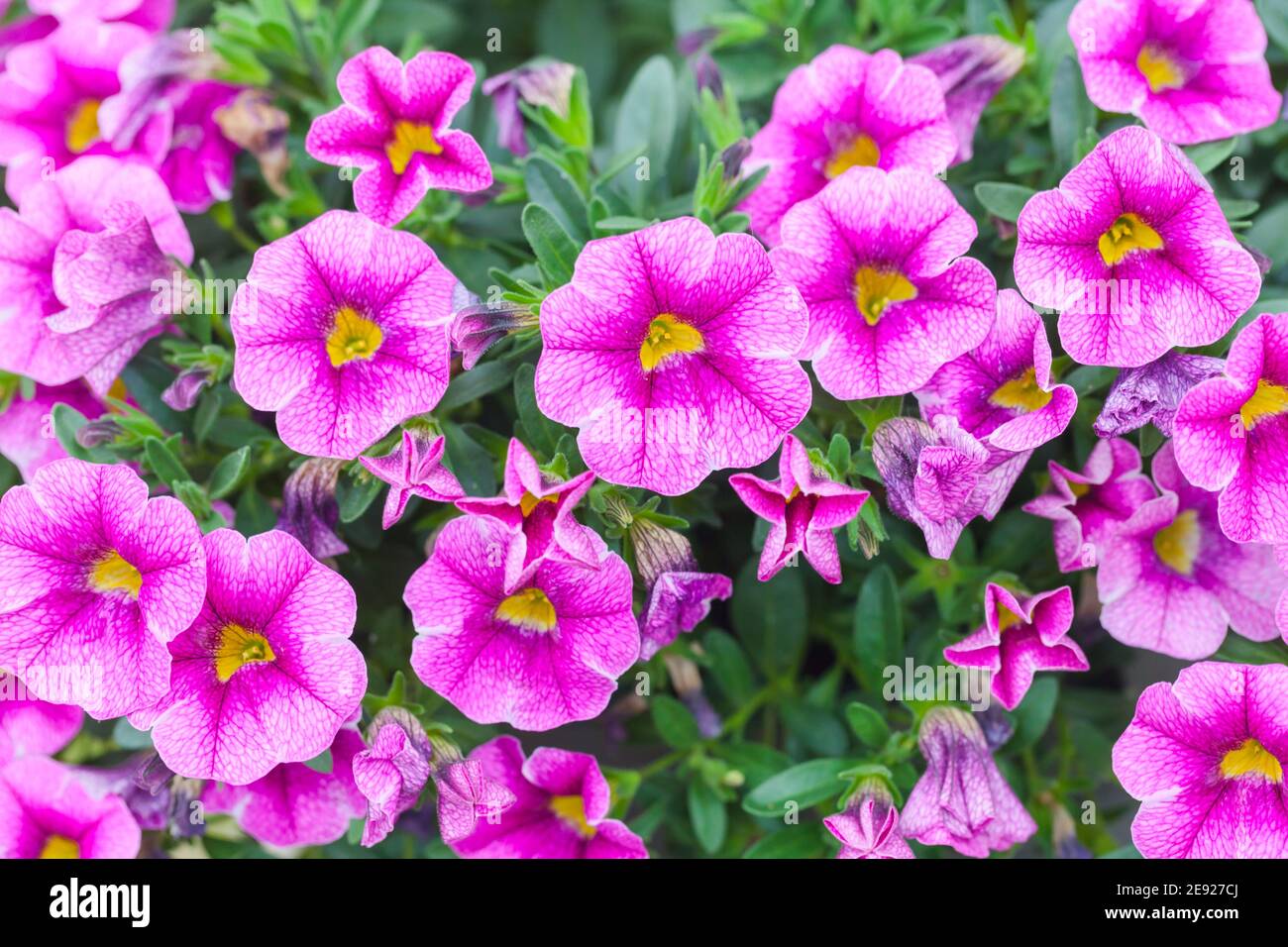 Fiori decorativi rosa Calibrachoa. Giardinaggio foto di sfondo Foto Stock