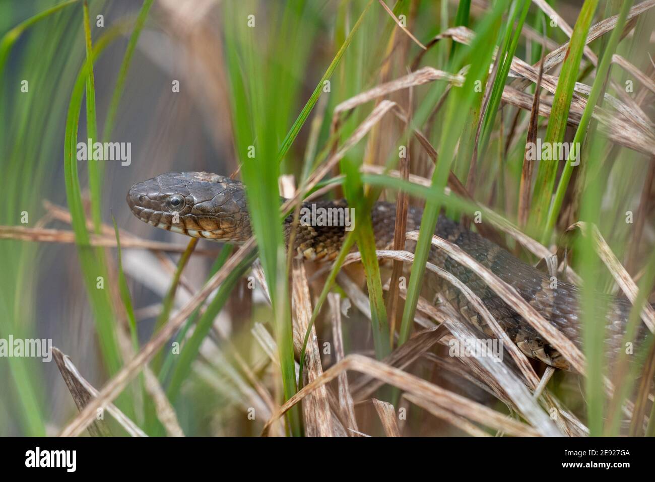 Un serpente d'acqua del nord alla ricerca di cibo sul bordo dell'acqua nel Moraine bollitore. Foto Stock