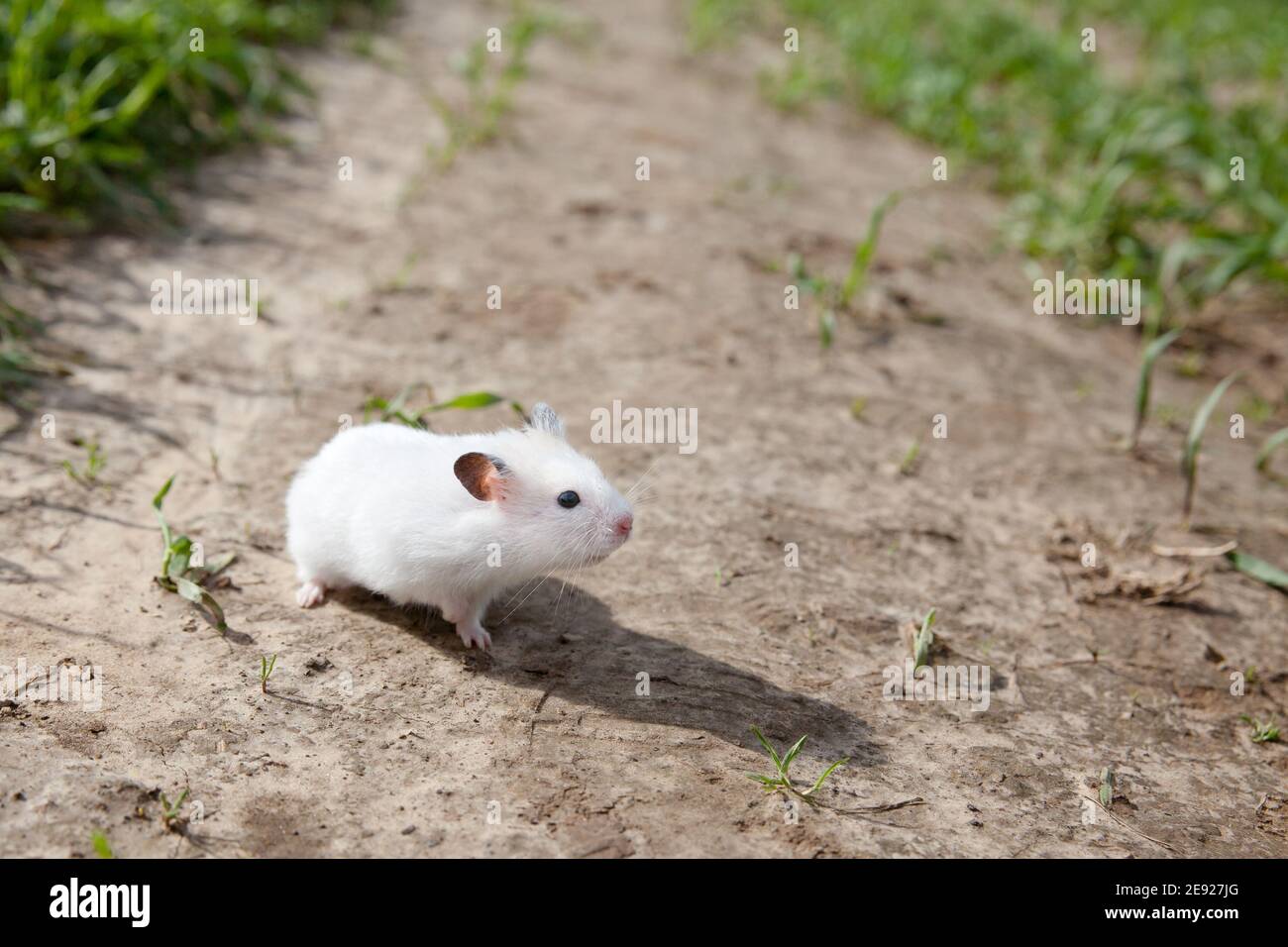 criceto bianco a piedi. Criceto domestico all'esterno Foto Stock