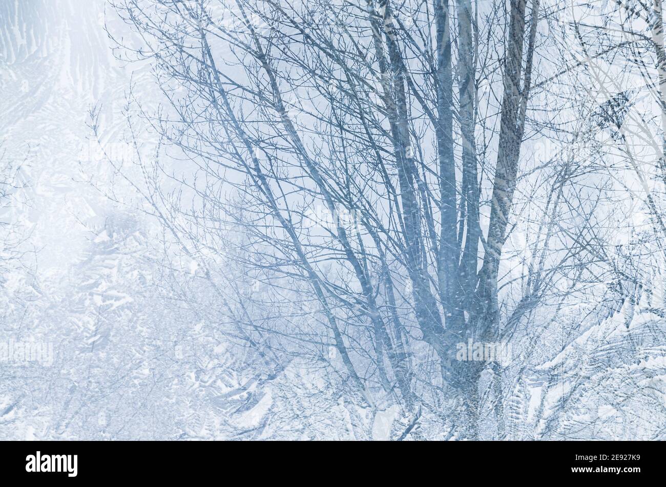 Alberi di inverno aridi nella nebbia su una mattina nuvolosa nella fredda luce blu del mattino, vista attraverso un vetro smerigliato Foto Stock