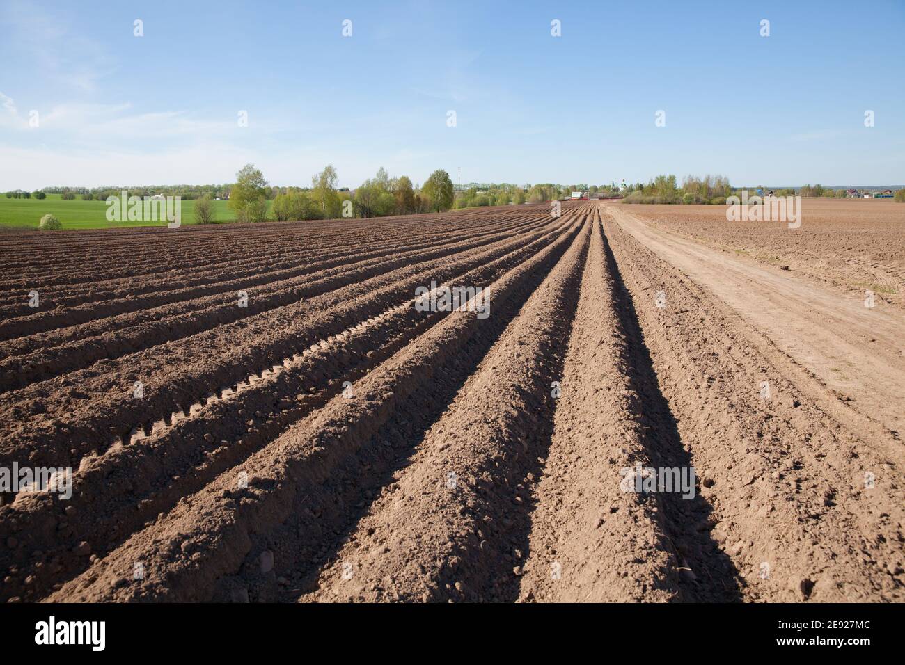 Solchi su un campo arato. Campo di patate arato in campagna. Campi agricoli in Russia. Foto Stock
