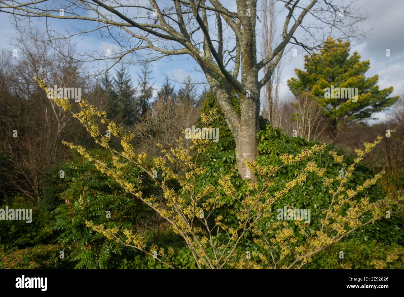 Fiori invernali gialli su un arbusto di Hazel di strega (Hamamelis x intermedia 'pallida') che cresce in un giardino rurale in Devon Rurale, Inghilterra, Regno Unito Foto Stock