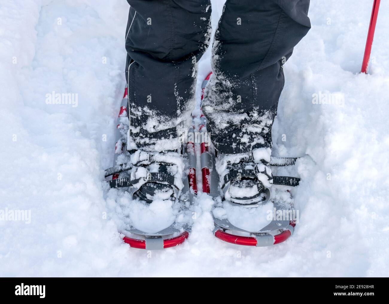 Racchette da neve per paludi, clima soleggiato e freddo, perfette condizioni  di neve, palude lettone in inverno Foto stock - Alamy