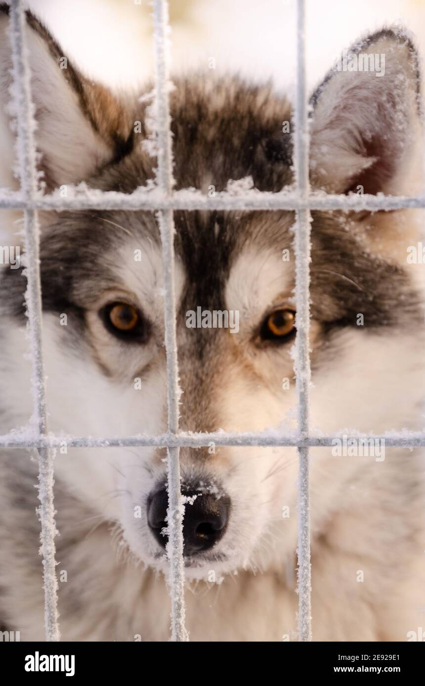 Il vecchio occhio marrone arancio si è sviluppato su Husky in attesa del suo dovere seguente nella sua gabbia ad una fattoria di Husky in Kiruna, Svezia, Lapponia, Scandinavia Foto Stock