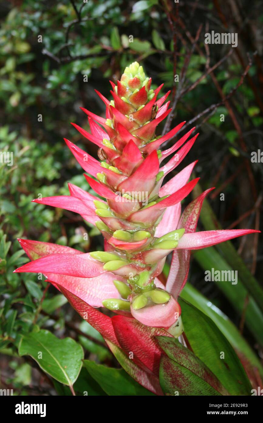 Fiore di bromeliad Werauhia ororiensis sin. Vriesea ororiensis, Costa Rica Foto Stock