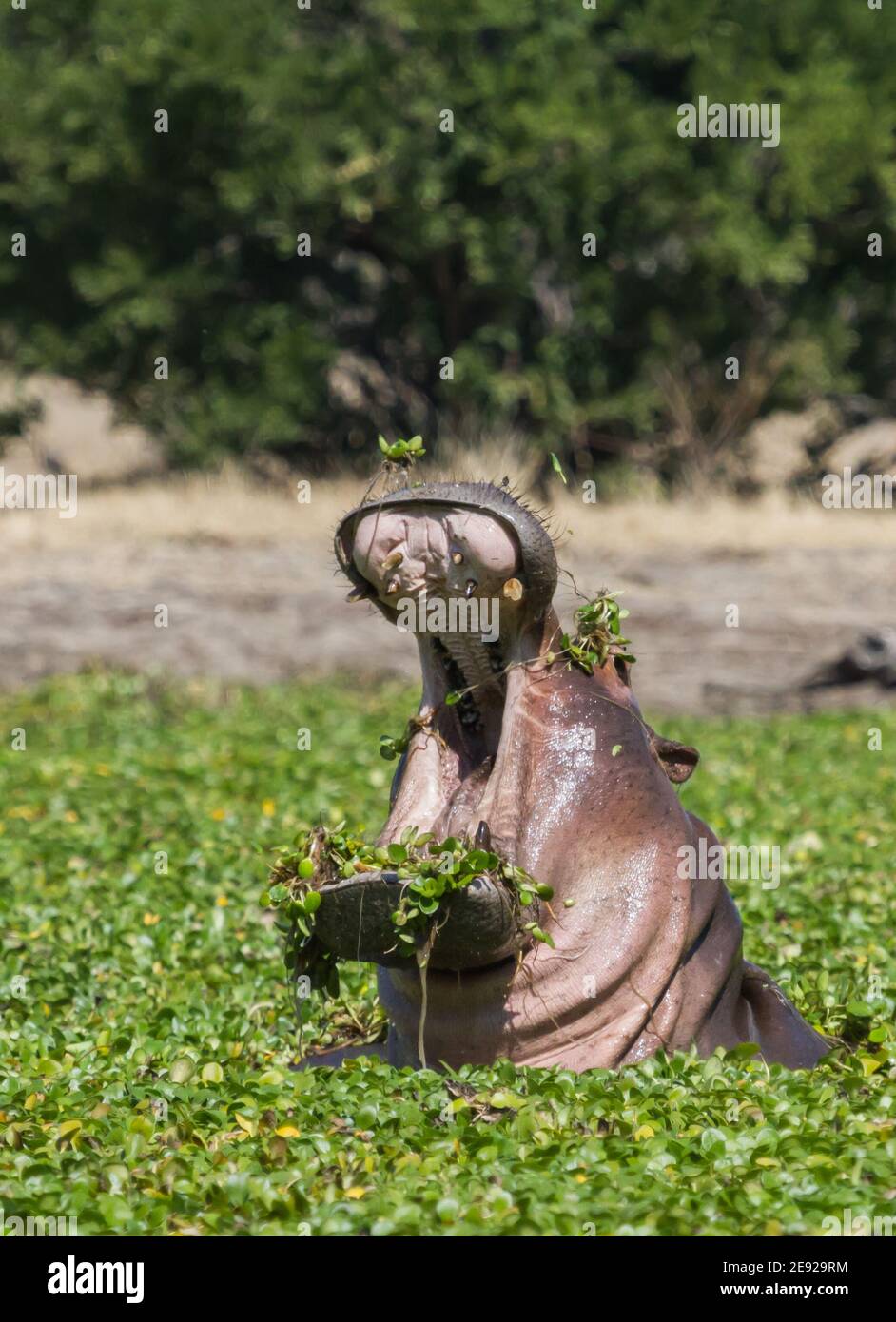 Ippopotamo in un fiume pieno di giacinto d'acqua pianta invasiva con bocca aperta nel Parco Nazionale di Mana Pools, Zimbabwe Foto Stock