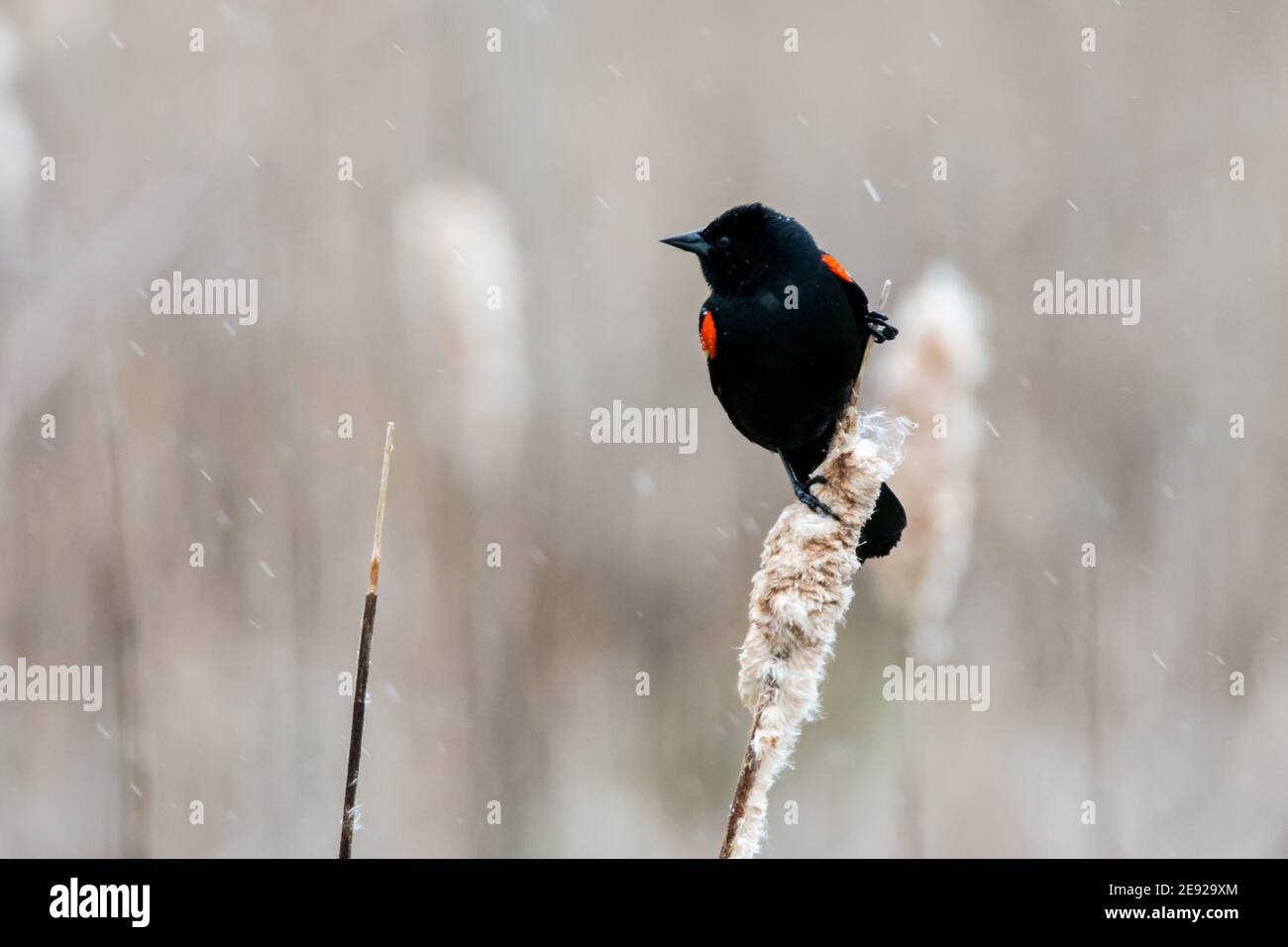 Blackbird alato rosso appollaiato su una stangola sotto la pioggia. Foto Stock