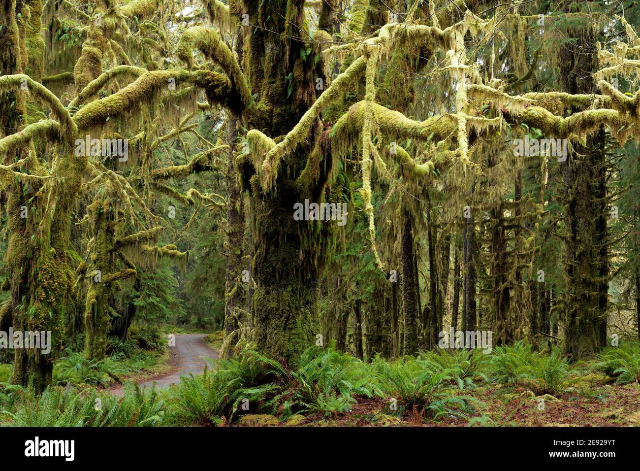 Lower Queets River Road scorre attraverso la foresta temperata, la foresta pluviale di Queets, l'Olympic National Park, Jefferson County, Washington, USA Foto Stock