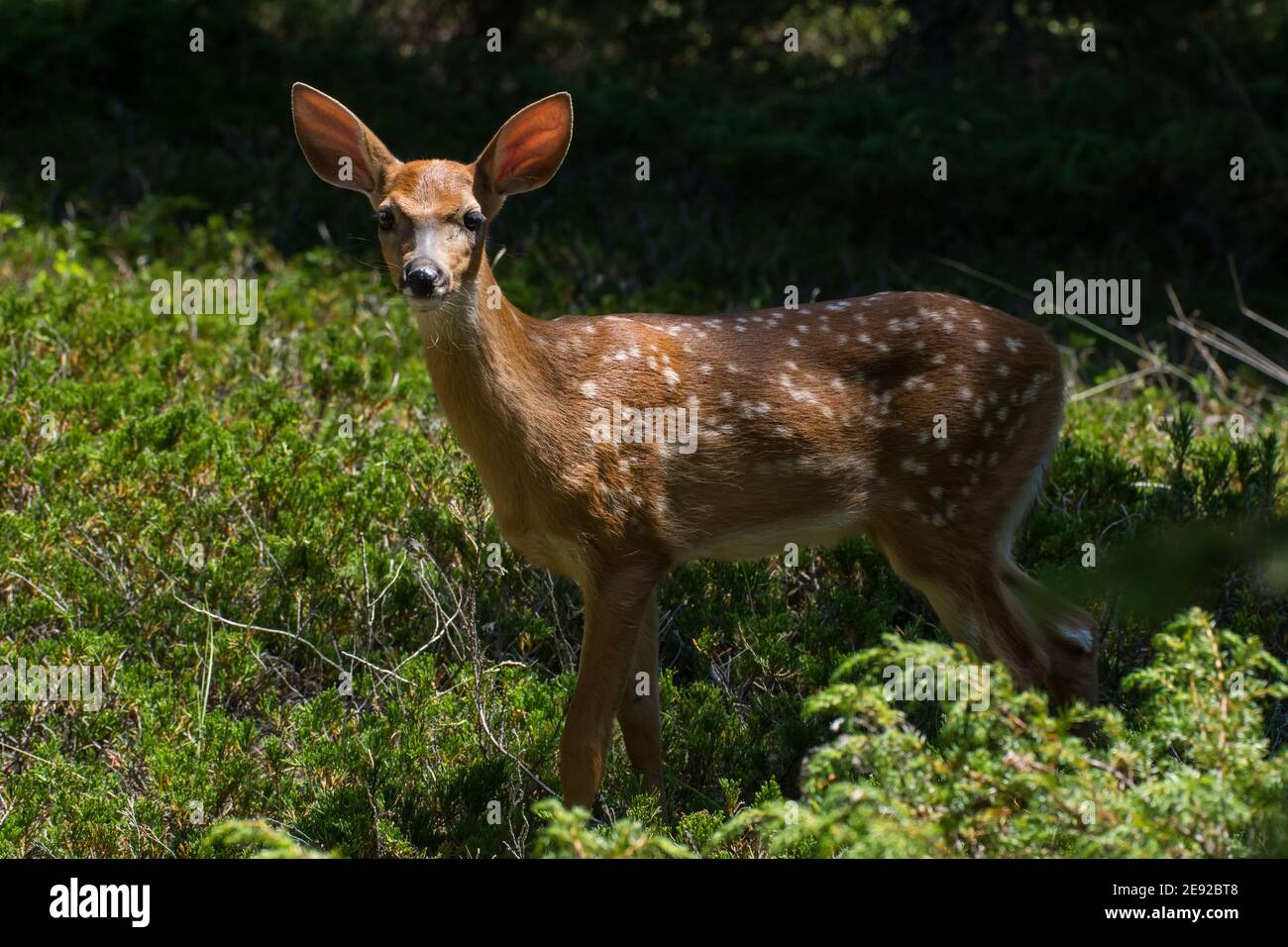 Un'alba a Whitetail vicino a un sentiero nella contea di Door, Wisconsin. Foto Stock