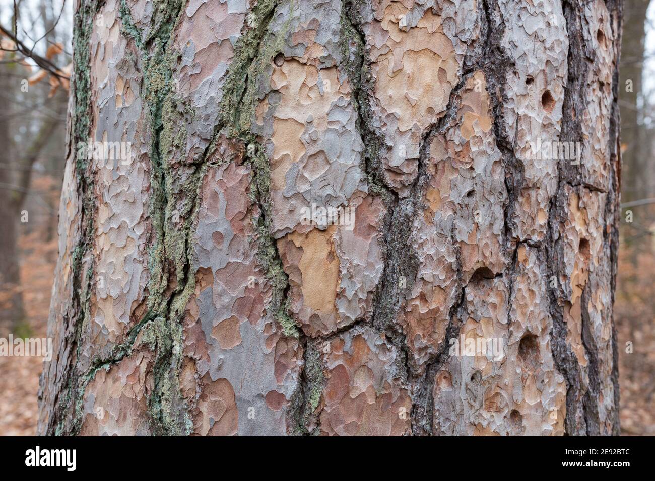Primo piano della corteccia di un albero di ebreo. Con una texture bella e naturale. Foto Stock