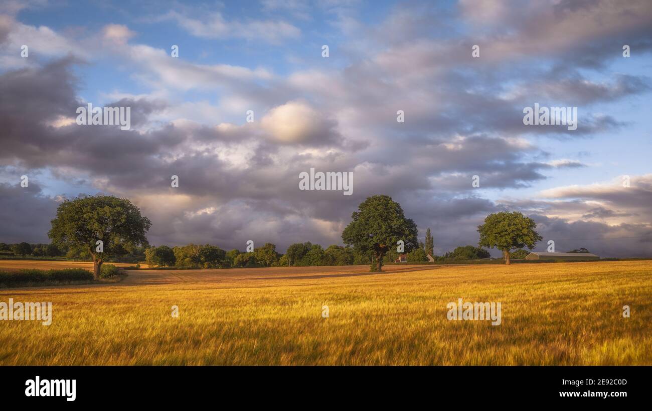 Bella fattoria di inizio estate da Warwickshire, Regno Unito Foto Stock