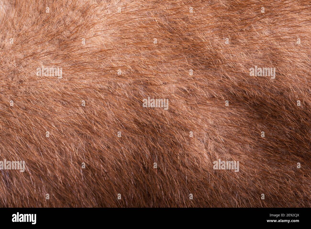 Texture naturale in pelliccia mink come sfondo Foto Stock